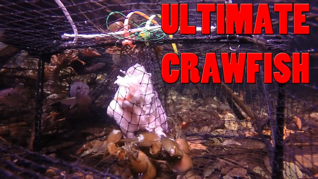 Catching Crawfish with Promar Collapsible Trap