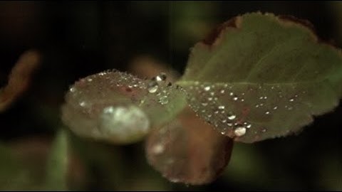 BCIT: New Media & Web Development - Video & Audio Project A