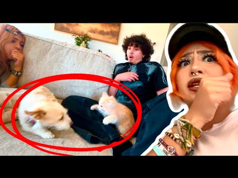 EMO GIRLS CAT FOUGHT MY DOG