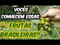 FRUTAS DO BRASIL/ VOCÊS CONHECEM ESSAS FRUTAS?