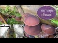 เก็บเห็ดนางรม# เห็ดหูหนูเดนมาร์ก# oyster mushrooms ear mushrooms .8/12/21.