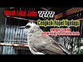 Bakal Langsung Nyaut Gacor Ikut Ropel Trucuk Anda Saat Dimasteri Trucuk Jawa Timur Ini Mp3 - Mp4 Download