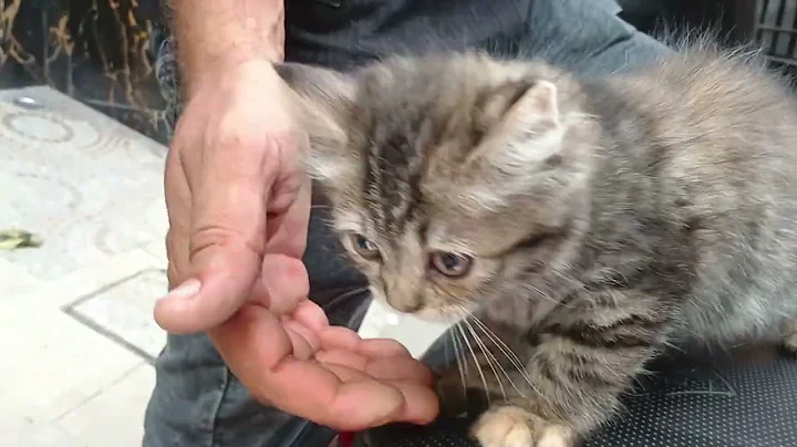 Video 9602511: scottish fold british shorthair, cat scottish fold british, fold british shorthair cute, scottish fold cat meowing, scottish fold cat kitten, little scottish fold kitten