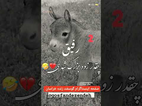 چالش سن و سال خر الاغ سن