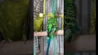 Parakeets Eating, #shorts Cute Budgies Chirping. Reduce Stress of lonely Birds