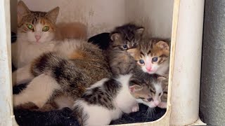 Little kittens started playing wrestling game screenshot 3