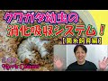 クワガタ幼虫の消化吸収のメカニズム！【菌糸飼育編】