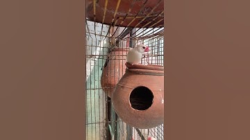 White java love #viral #birds #nest #dilfamily #lovebirds #family #parrot #birdslovers #ytshorts