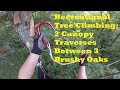 Recreational Tree Climbing: 2 canopy traverses between 3 brushy oaks