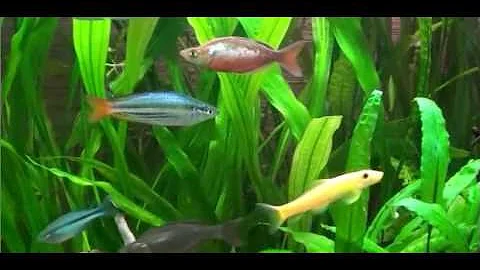 Радужницы (Melanotaenia)  рыбки. Содержание, Уход, Размножение Donaciinae (Melanotaenia) fish.