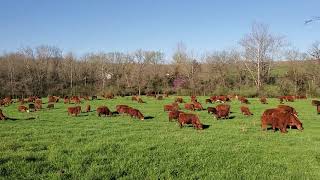 What the heck? Baby calves eating grass at 5 days old.