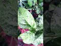 மழை நனைத்த பூக்களில் இயற்கையின் புன்னகை. 🌸✨#nature #love #rain #peaceful #viralvideo