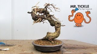 Styling a Twisty European Larch Bonsai