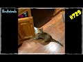 СМЕШНЫЕ КОТЫ И КОШКИ 2020 🐈 Приколы про Котов до СЛЕЗ 😂 Funny Cats #729