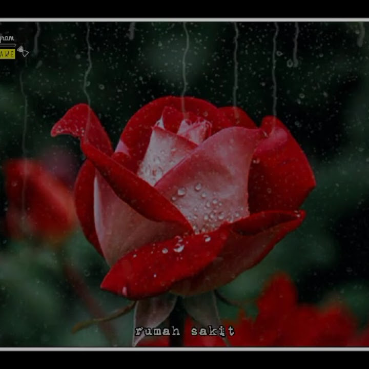 story wa linting daun🥀