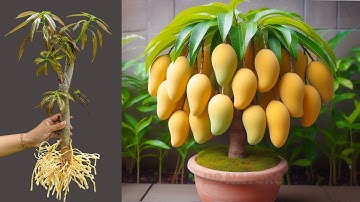 Unique Technique : Grafting Mango Tree Cutting Faster With Aloe Vera