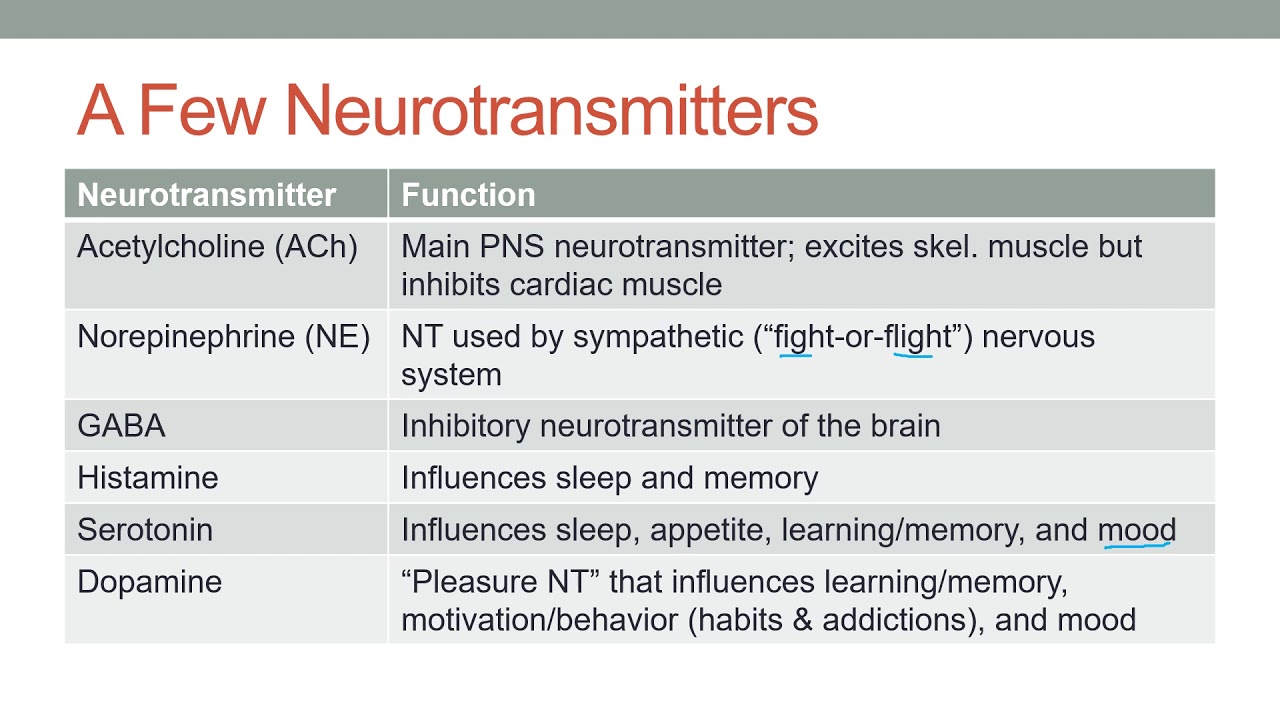 Nervous Physiology 4 - Neurotransmission