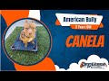 🐶🐕 Off Leash Dog Training / Obedience Training 🐕🐶