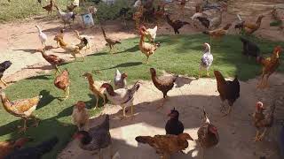 A Maior Criação De Galinha Caipira Do Mundopor Favor Se Escreva No C Pra Me Ajudar