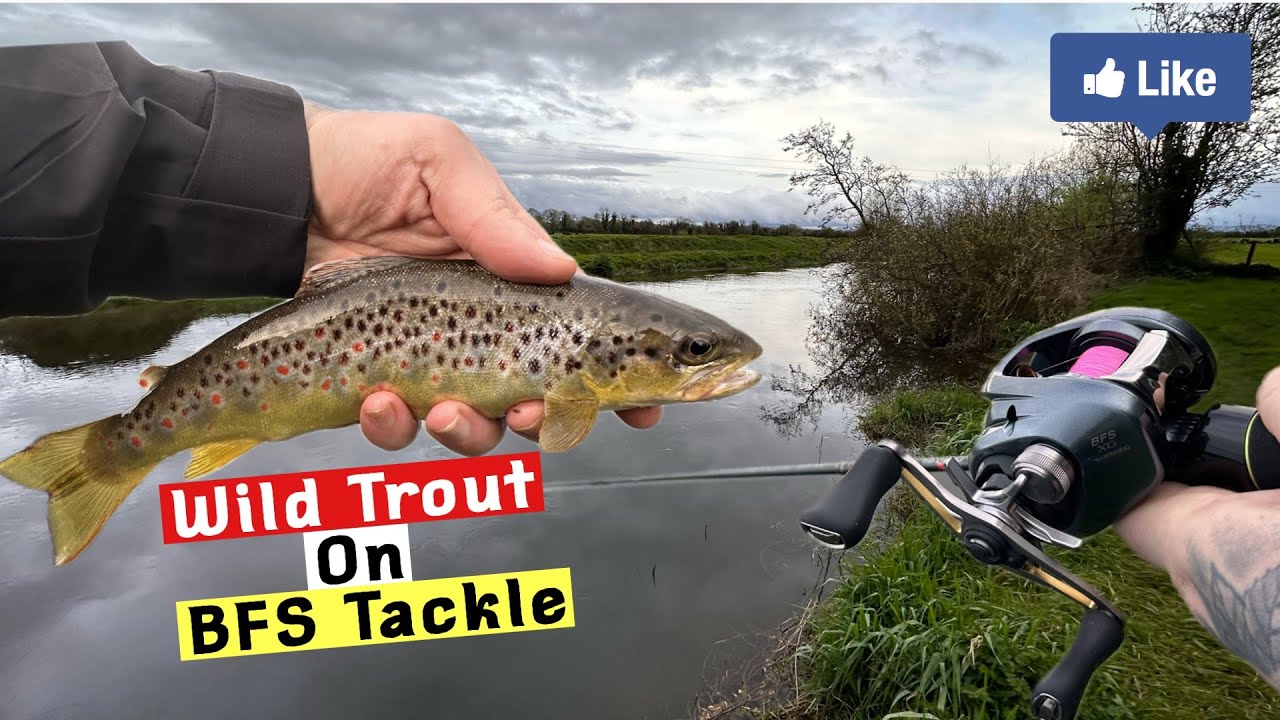 WILD Trout Fishing with BFS Gear! 