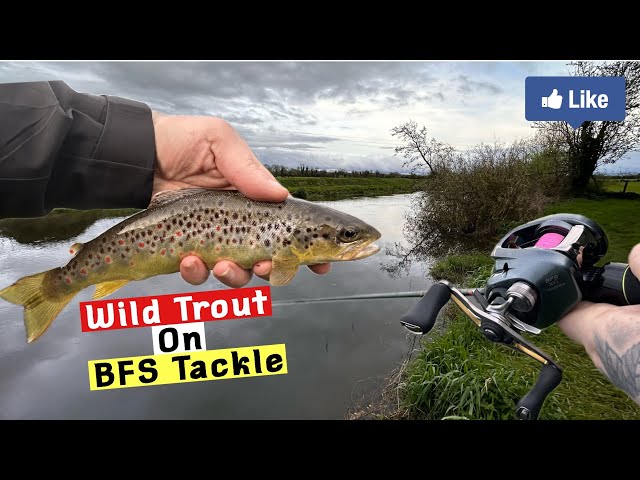 WILD Trout Fishing with BFS Gear! 