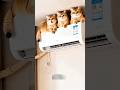 Cats why you sit on the AC are you crazy?😱😜😜#funnycats #comedy