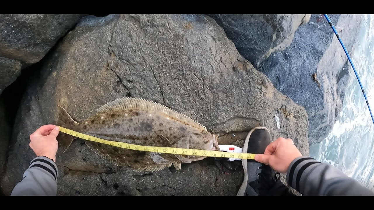 Almost legal California HALIBUT caught in Orange County, CA YouTube