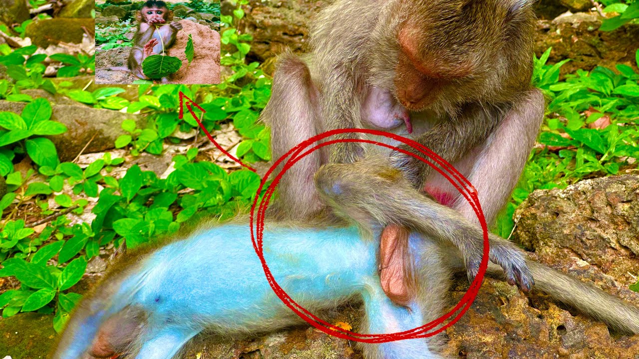 Monkeys Are Getting More Human Like