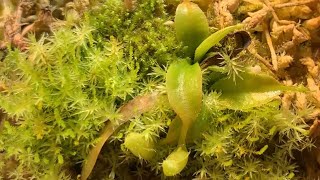 Nepenthes Attenboroughii Near Miss | Plants