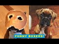Cute and funny boxer dogs