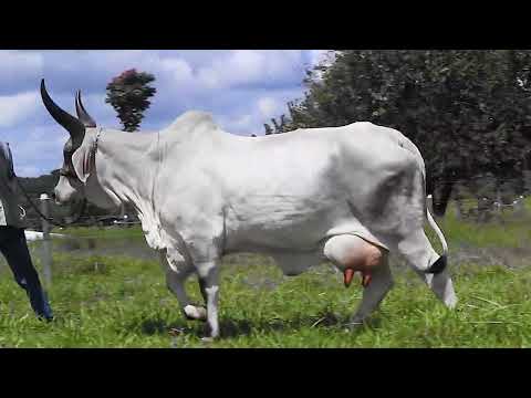 Lote 24 - Cambuquira FIV PEAC - 50%