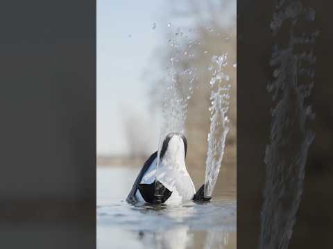 Early honkers are coming. The new E1 Canada Goose Splasher is available now.