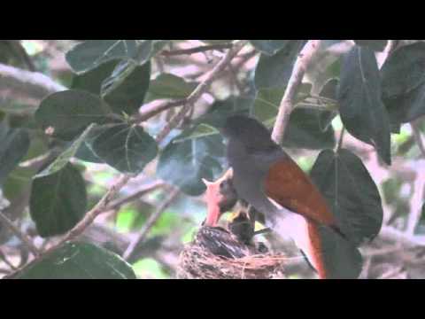 African Paradise Flycatcher 