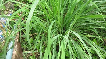 Tshuaj zoo qaib tuag aws qaib ntsoos ntsoos qaib mob