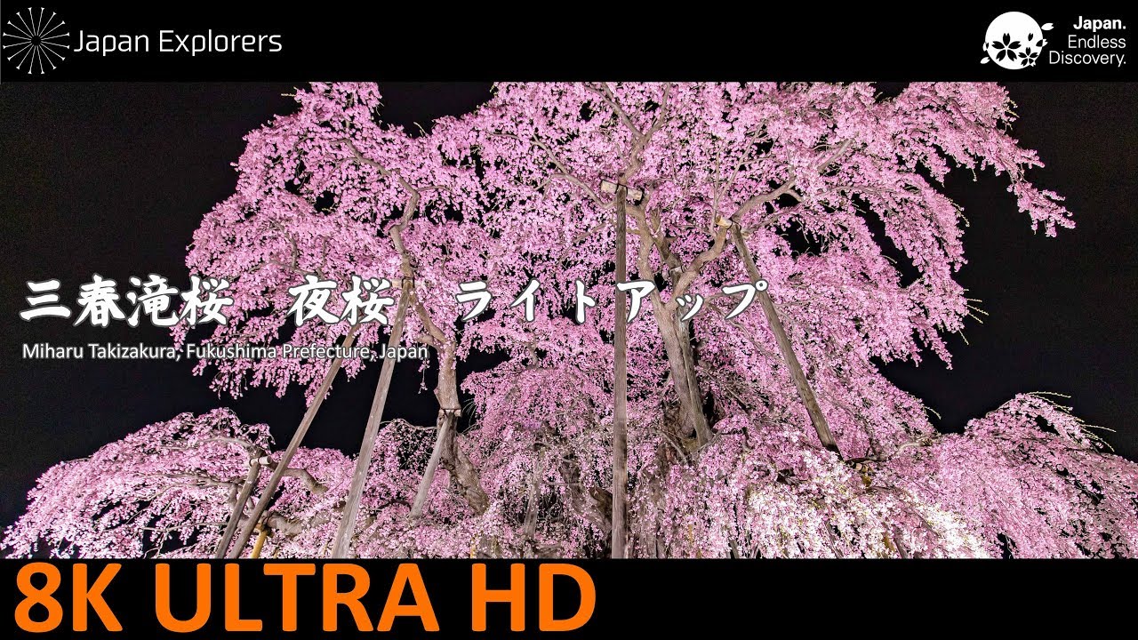 あつ&さま専用（原画）夜更けの桜が咲く頃 ほか　4点おまとめ 北海道の桜の名所が幻想的なライトアップを実施！ 「BIBAI