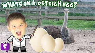 What's in a GIANT Ostrich Egg? Surprise + HobbyScience Lab Family Fun and Facts HobbyKidsTV