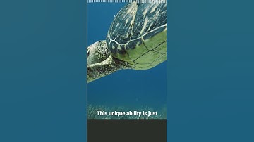 The Magnetic Magic of Sea Turtles!