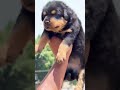 🐶🔥 Heavy Quality Rottweiler Puppy Available 🔥🐾Strong body 💪 Cute face 😍Serious buyers DM 📩#Rottweilr