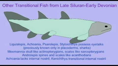 PLJOURNAL5: TRANSITIONAL FISH FOSSILS
