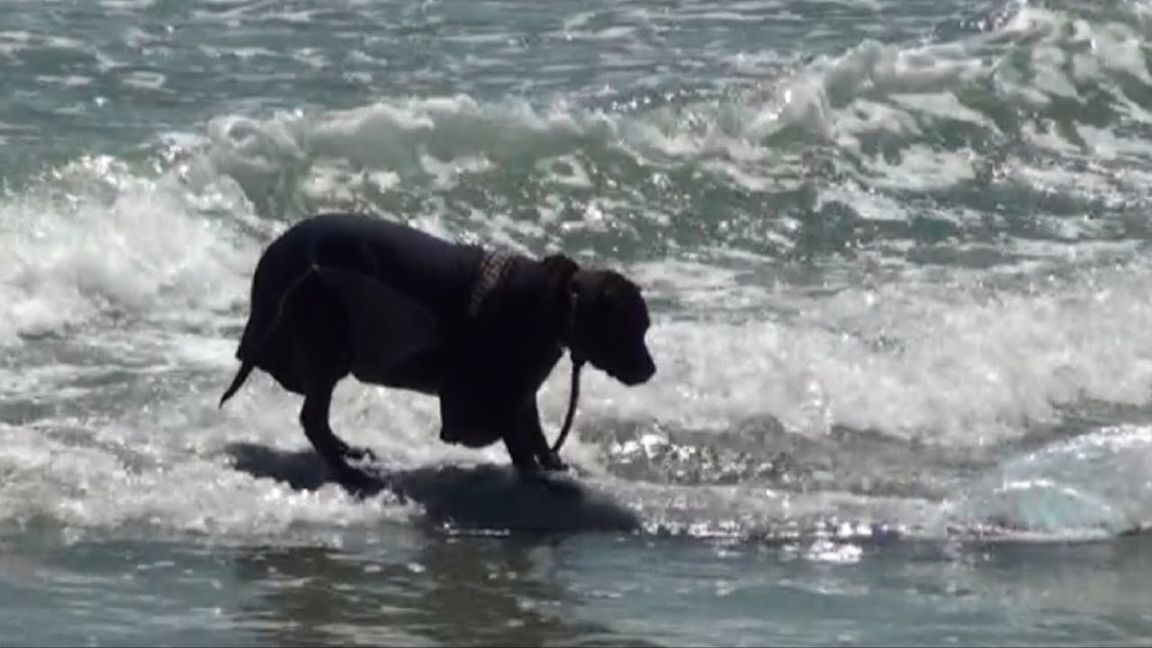 First East Coast Dog Surf Competition - YouTube