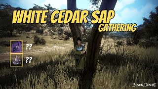 BDO Life | White Cedar Sap Gathering | 2650 Mastery