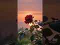 how create create Rose 🌹 using html and
