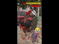 la cucaracha gigante part3 #viral