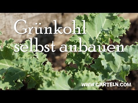 Video: Grünkohlpflanzen in Ihrem Garten anbauen