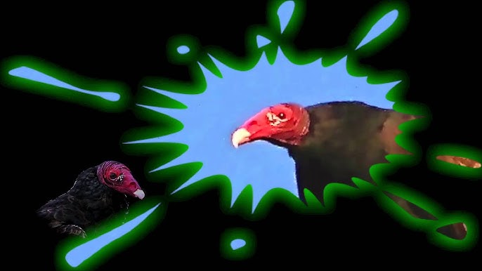 Spooky” Turkey Vultures Deserve Respect