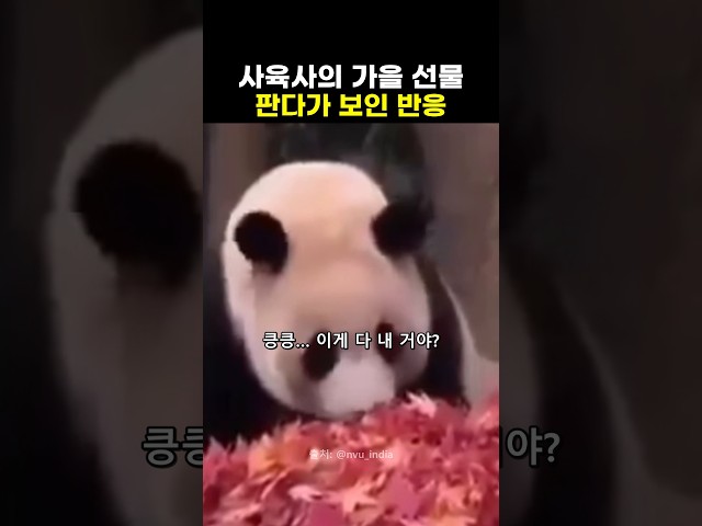 사육사의 가을 선물에 판다가 보인 반응
