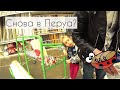 Гуляем в парке| Замерзшее Солдатское озеро| У папы выходной - пора в Леруа| Леруа огорчил (((