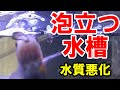 【金魚水槽】水質悪化で謎の泡発生！ピンポンパール水槽で発生原因を調べてみたらリンと窒素がモッサモサ【バクテリア】