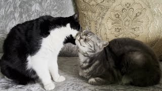 Cat Lovingly Grooms Other Cat