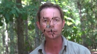 BIGGEST ORB WEAVER SPIDER - Are they DANGEROUS? SPIDER TOP 10 SPIDERS #spider #orbweaver #bigspider